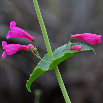 Desert Penstemon with flowering inflorescence , pink flowers and short flowering stalks originating in leave axils. Penstemon pseudospectabilis